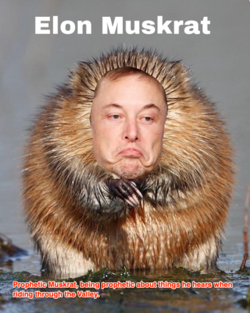 What does Elon Musk know?